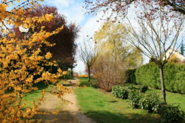 Chemin arboré