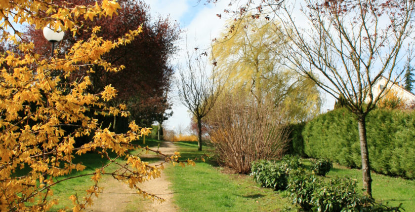 Chemin arboré