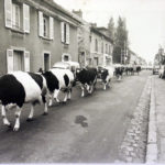 La Grande rue avec le troupeau de M. Praudel